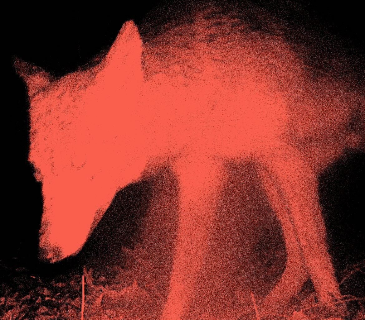 Hear the new single from Signs Following: “Coyote”